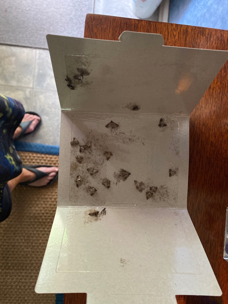 Moths caught in pantry moth trap